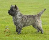 Cairn Terrier